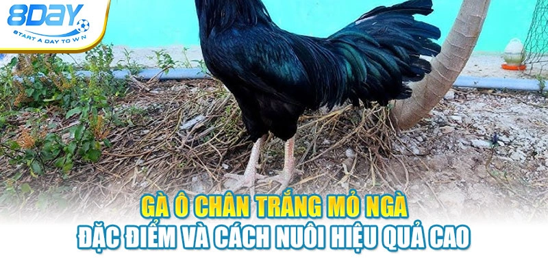 Gà Ô Chân Trắng Mỏ Ngà – Đặc Điểm Và Cách Nuôi Hiệu Quả Cao