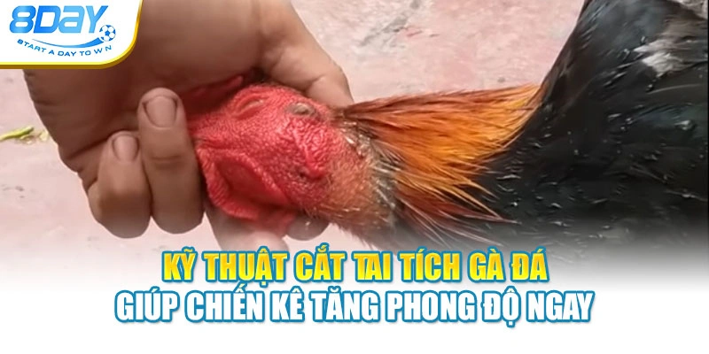 Kỹ Thuật Cắt Tai Tích Gà Đá Giúp Chiến Kê Tăng Phong Độ Ngay
