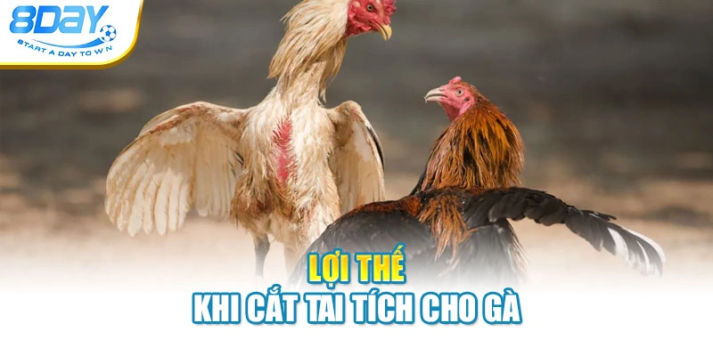 Lợi thế khi cắt tai tích cho gà